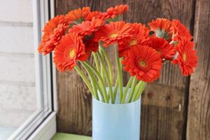 Aster Gerbera