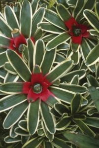 Bromeliad