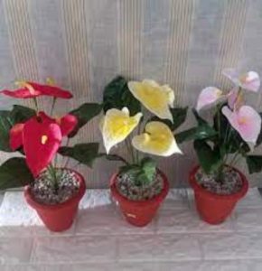Bunga Anthurium