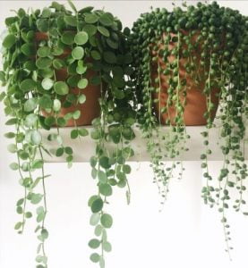 Dollar Plants