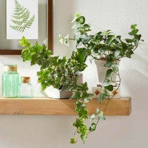 English Ivy
