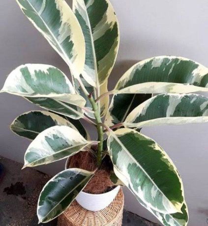 Pohon Karet Kebo