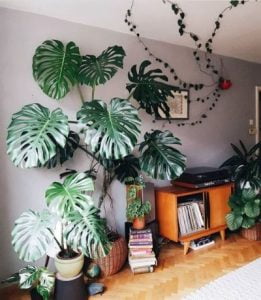 Monstera Deliciosa
