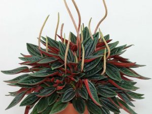Peperomia