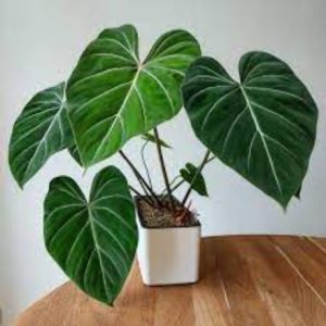 Philodendron