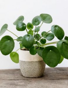 Pilea