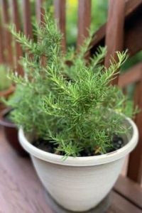 Rosemary