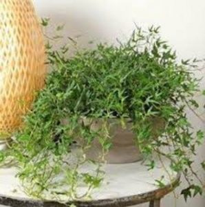 Soleirolia
