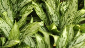 Aglonema - tanaman hias taman rumah minimalis