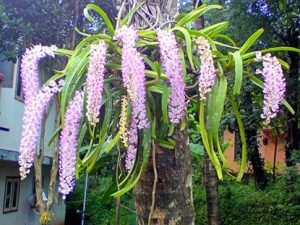 Anggrek - tanaman hias taman rumah minimalis