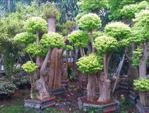 Anting putri taman - tanaman hias taman rumah minimalis