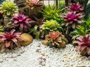Bromelia - tanaman hias taman rumah minimalis