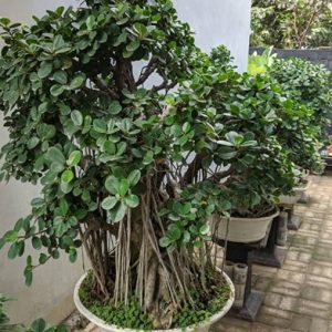 Dolar taman - tanaman hias taman rumah minimalis