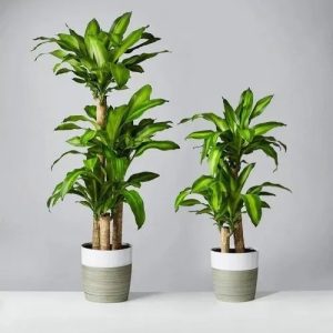 Dracaena - tanaman hias taman rumah minimalis