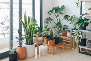 Jenis-jenis tanaman hias untuk taman rumah minimalis