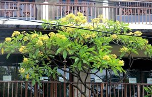 Kamboja - tanaman hias taman rumah minimalis