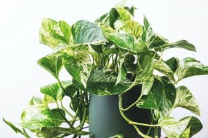 Pothos