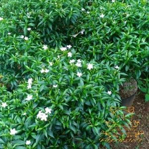 Rombusa - tanaman hias taman rumah minimalis