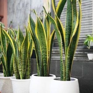 Sensivera - tanaman hias taman rumah minimalis