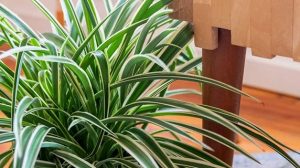 Spider Plant - tanaman hias taman rumah minimalis