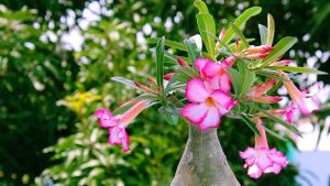 adenium - tanaman hias taman rumah minimalis