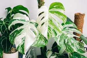 monstera - tanaman hias taman rumah minimalis