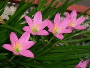 zephyranthes - tanaman hias taman rumah minimalis
