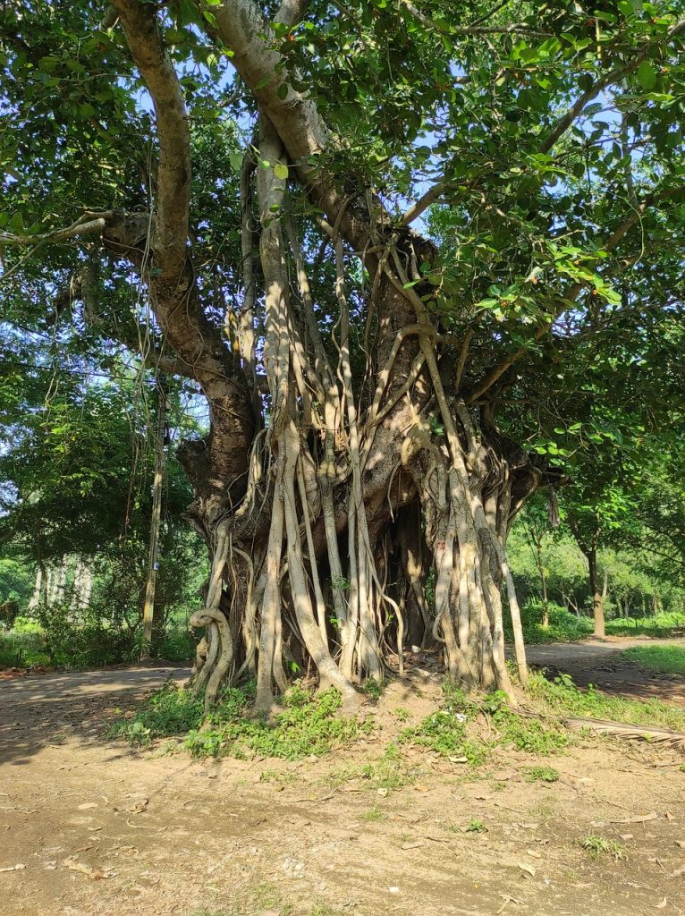 jual pohon banyan
