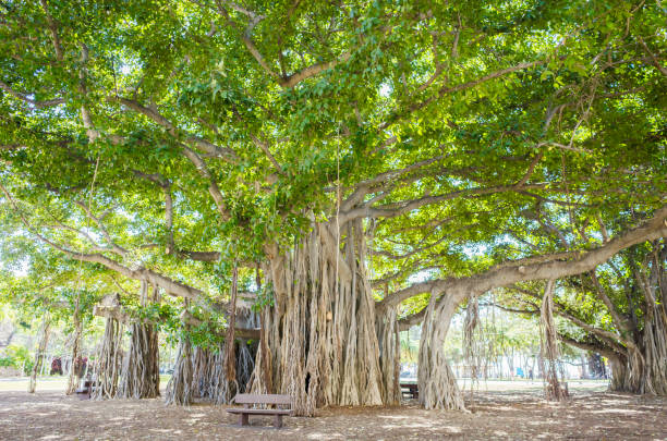 jual pohon banyan