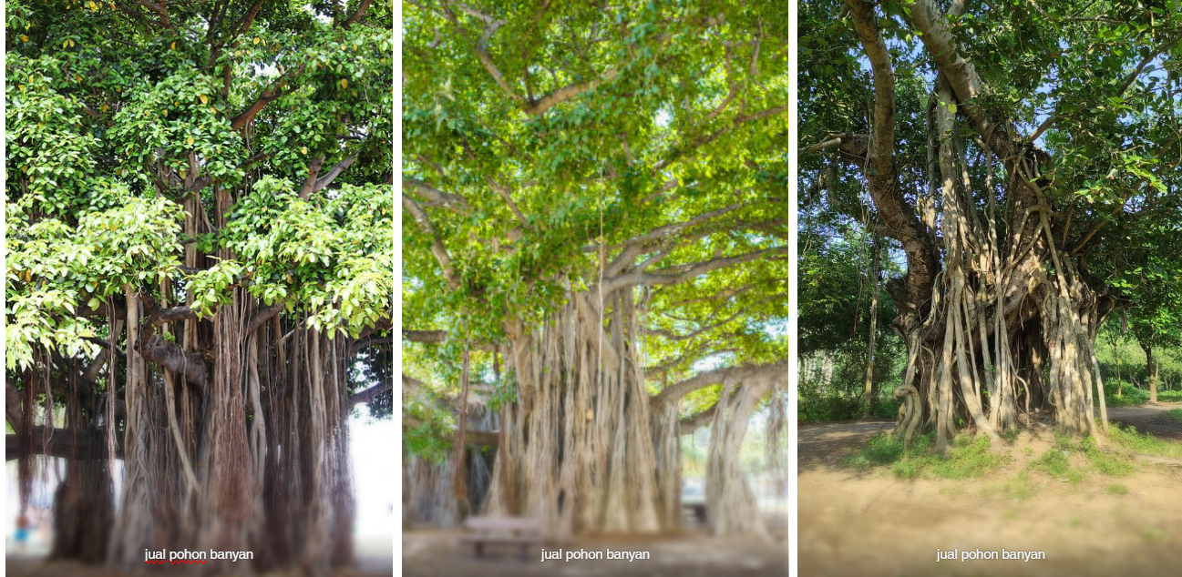 jual pohon banyan