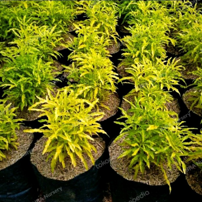 Jual Tanaman Hias Brokoli Kuning
