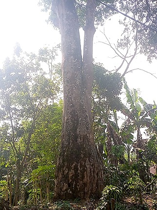 tanaman peneduh untuk taman rumah