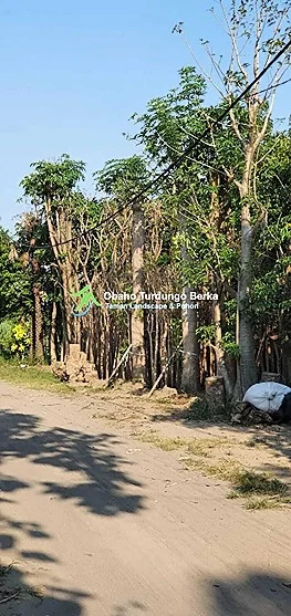 Jual Pohon Bungur Grosir