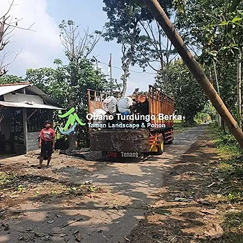 Kirim Jual Pohon Bungur