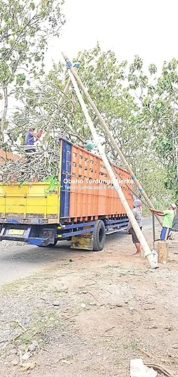 Kontraktor Jual Pohon Bungur
