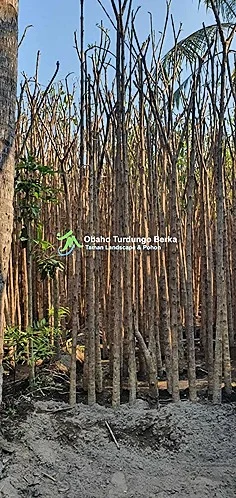 Kontraktor Pohon Besar Pohon Bungur