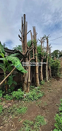 Kontraktor-Pohon-Bungur