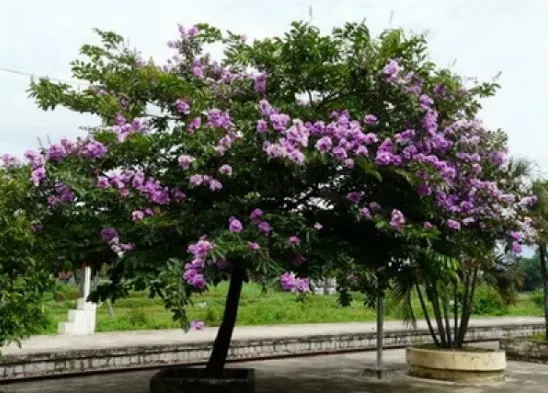 Penggunaan pohon Bungur sebagai tanaman hias dan peneduh