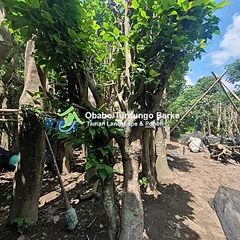 Pengiriman Pohon Bungur