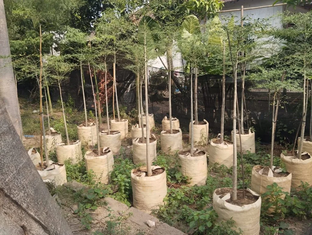 jual pohon moringa afrika tinggi 2 meter