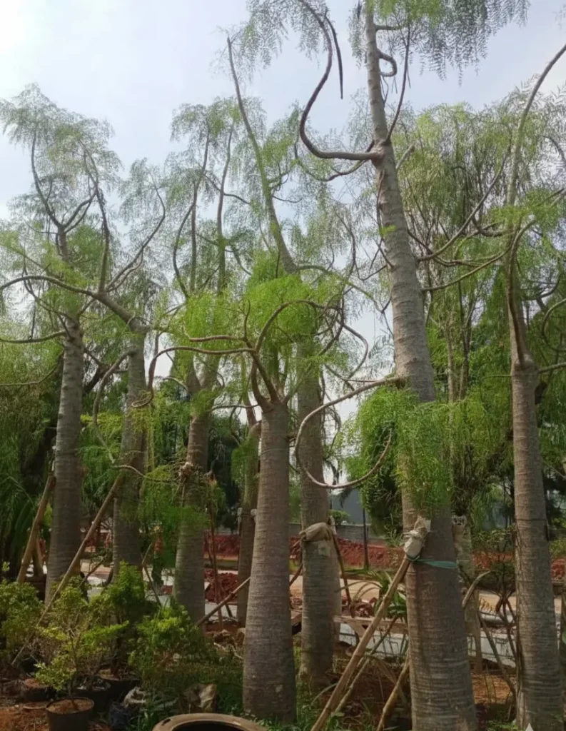 jual pohon moringa afrika tinggi 3 meter