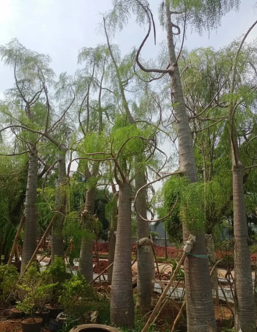 jual pohon moringa afrika tinggi 3 meter