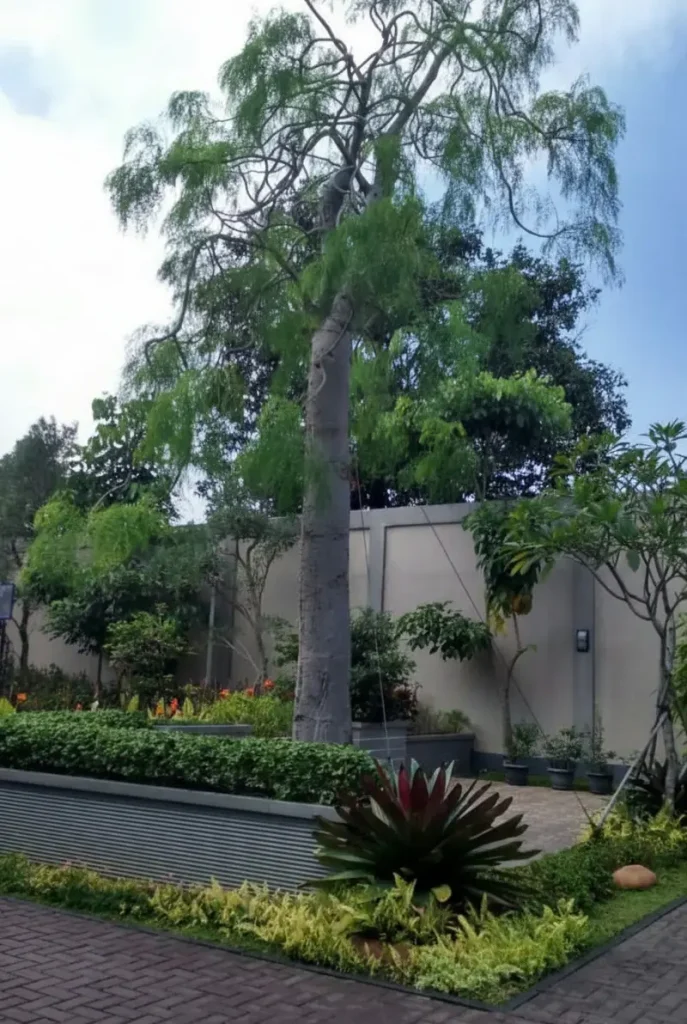jual pohon moringa afrika tinggi 5 meter