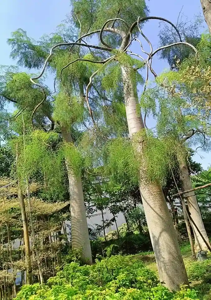 jual pohon moringa afrika tinggi 6 meter