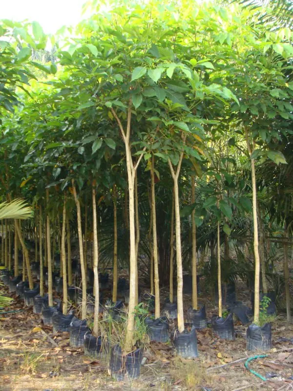 jual pohon tabebuya tinggi 2 meter