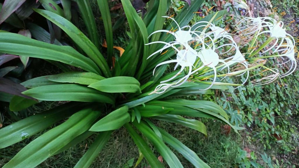 Jual Tanaman Hias Bakung Bangkok